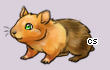 Pet
