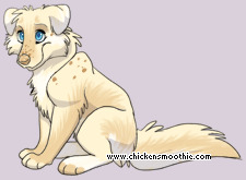 Pet