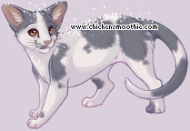 Pet