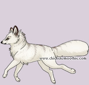 Pet
