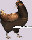 Pet