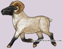 Pet