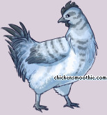 Pet