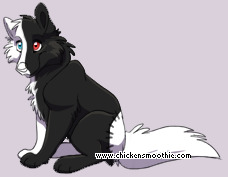 Pet
