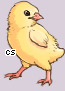 Pet