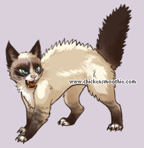 Pet