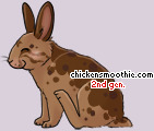 Pet