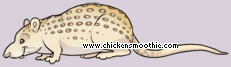Pet