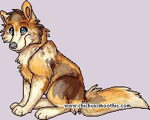 Pet
