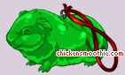 Pet