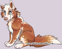 Pet