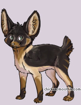Pet
