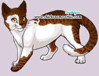 Pet