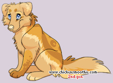 Pet