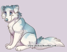 Pet