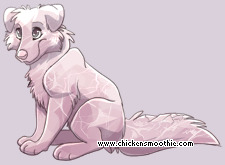 Pet