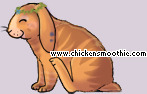 Pet