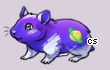Pet
