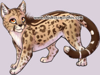 Pet