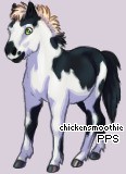 Pet