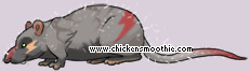 Pet