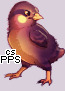 Pet
