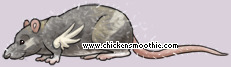 Pet
