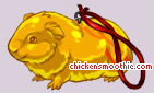 Pet