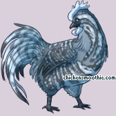 Pet