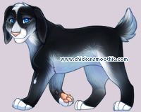Pet