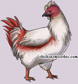 Pet