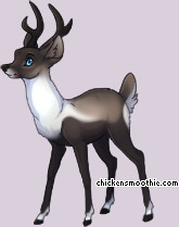 Pet