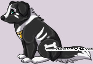 Pet
