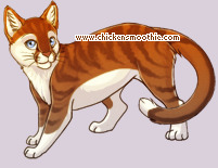Pet