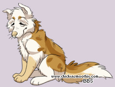 Pet