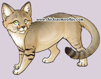 Pet