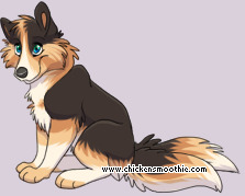 Pet