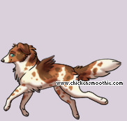 Pet