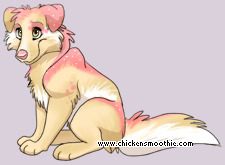 Pet