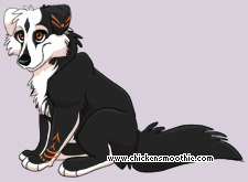 Pet