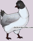 Pet