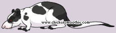 Pet