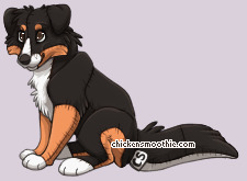 Pet