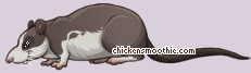 Pet