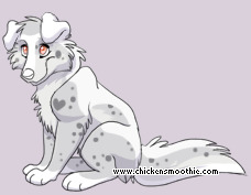 Pet