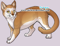 Pet