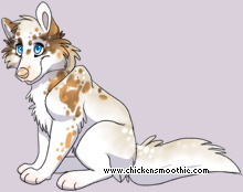 Pet