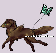 Pet