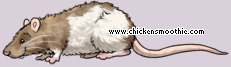 Pet
