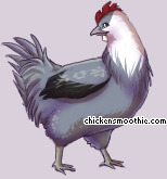 Pet